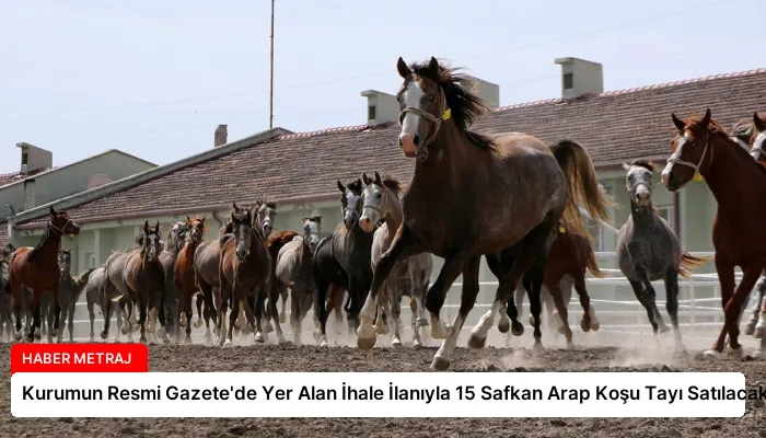 Kurumun Resmi Gazete’de Yer Alan İhale İlanıyla 15 Safkan Arap Koşu Tayı Satılacak