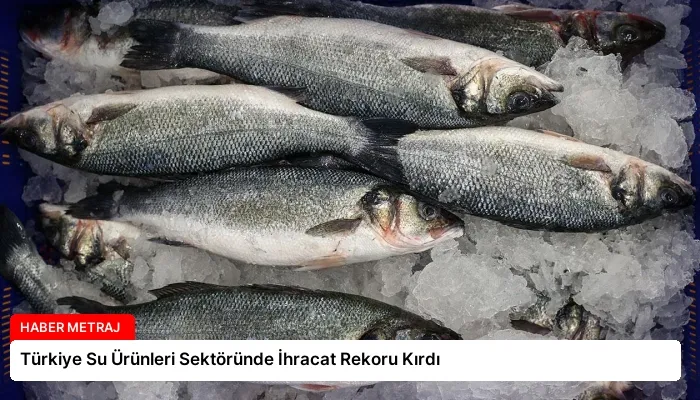 Türkiye Su Ürünleri Sektöründe İhracat Rekoru Kırdı