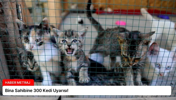 Bina Sahibine 300 Kedi Uyarısı!