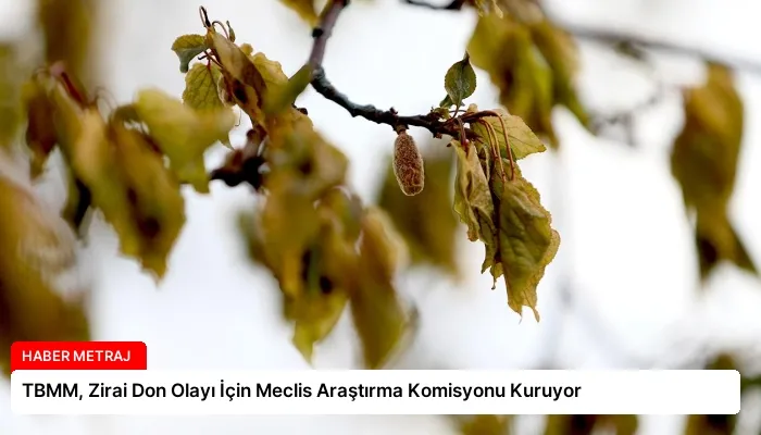 TBMM, Zirai Don Olayı İçin Meclis Araştırma Komisyonu Kuruyor