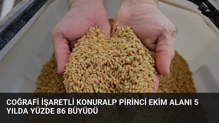 Coğrafi İşaretli Konuralp Pirinci Ekim Alanı 5 Yılda Yüzde 86 Büyüdü