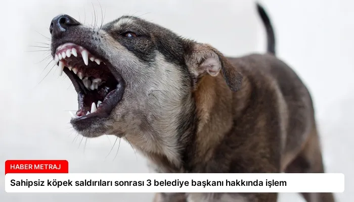 Sahipsiz köpek saldırıları sonrası 3 belediye başkanı hakkında işlem