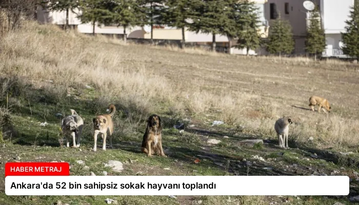 Ankara’da 52 bin sahipsiz sokak hayvanı toplandı