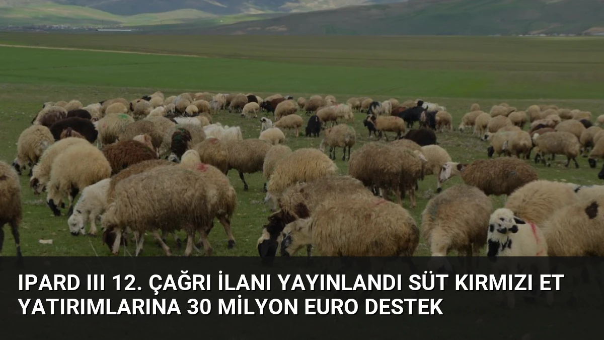 IPARD III 12. Çağrı İlanı Yayınlandı Süt Kırmızı Et Yatırımlarına 30 Milyon Euro Destek