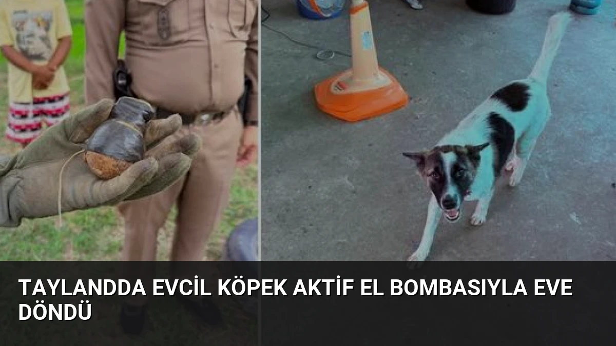 Taylandda Evcil Köpek Aktif El Bombasıyla Eve Döndü