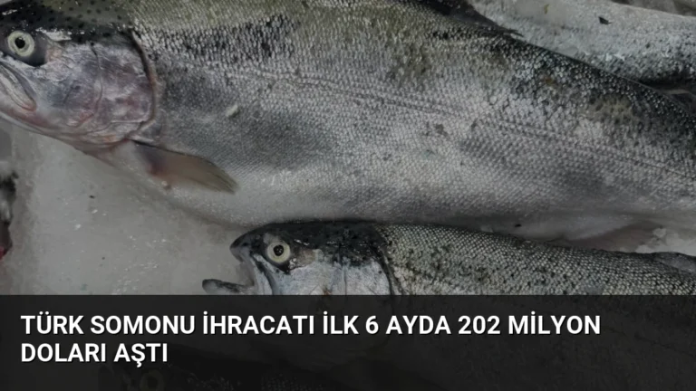 Türk Somonu İhracatı İlk 6 Ayda 202 Milyon Doları Aştı