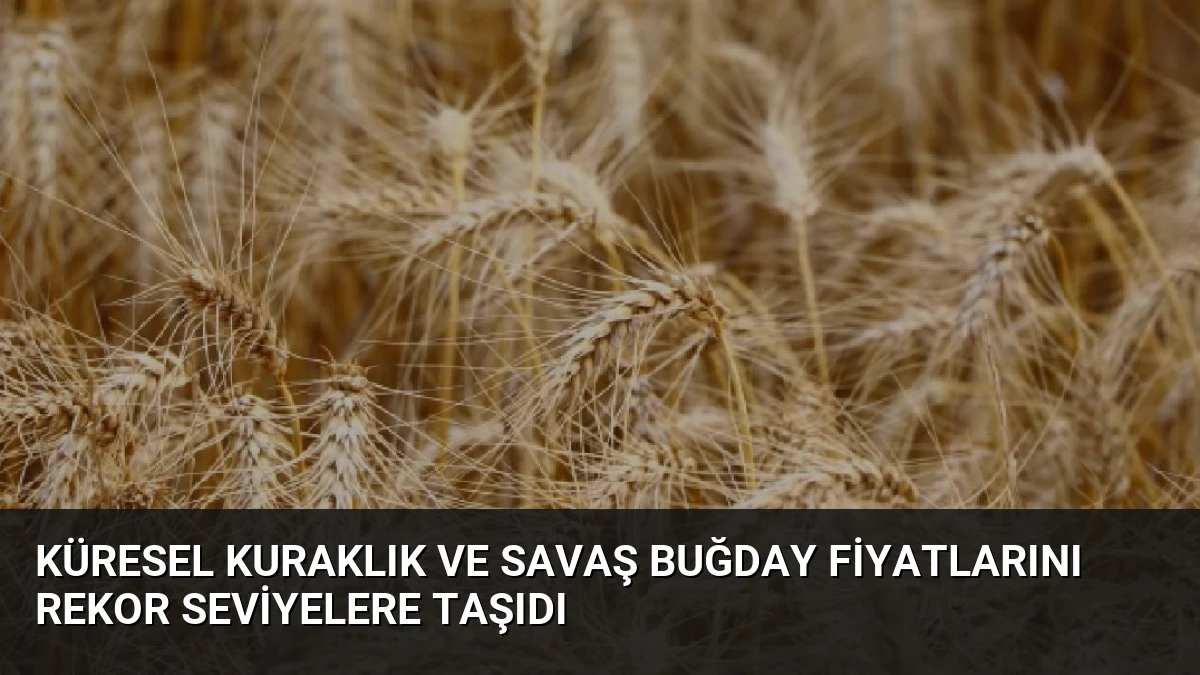 Küresel Kuraklık ve Savaş Buğday Fiyatlarını Rekor Seviyelere Taşıdı