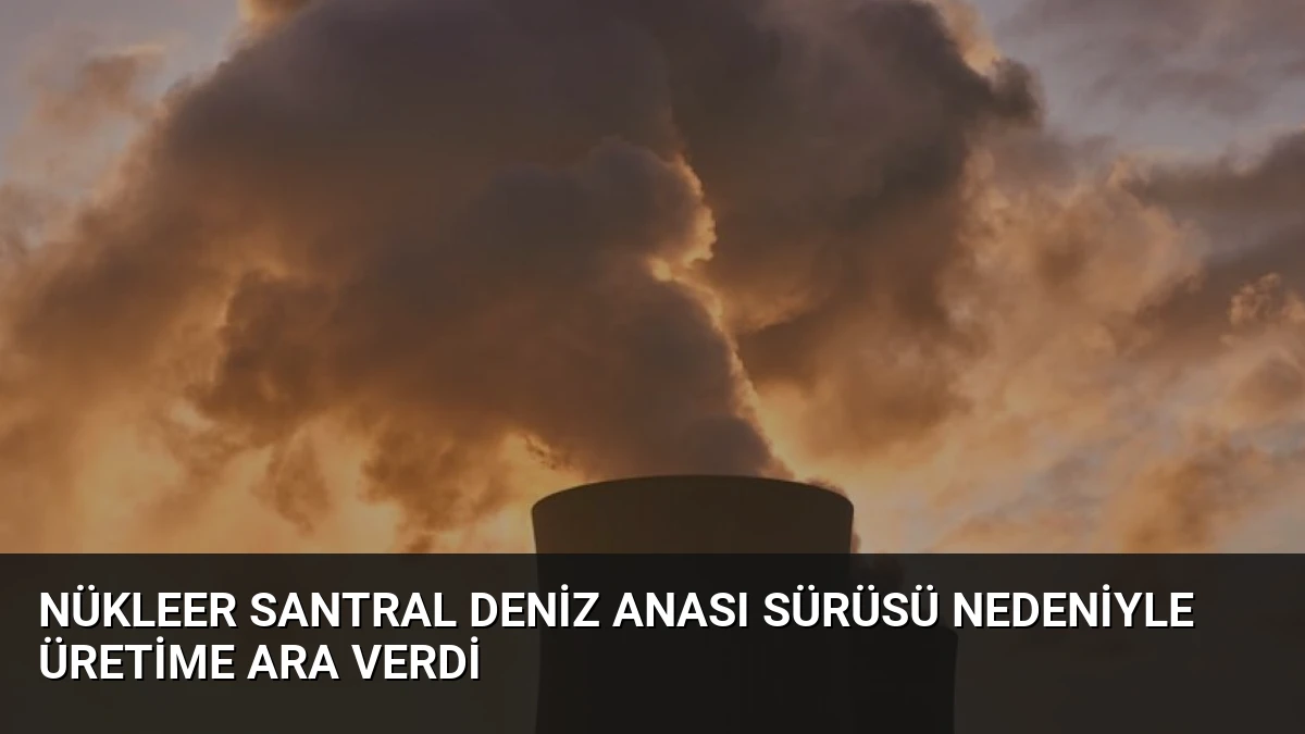 Nükleer Santral Deniz Anası Sürüsü Nedeniyle Üretime Ara Verdi