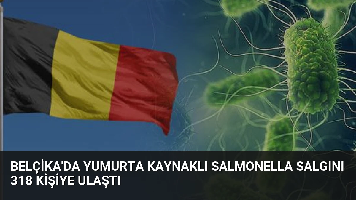 Belçika’da Yumurta Kaynaklı Salmonella Salgını 318 Kişiye Ulaştı