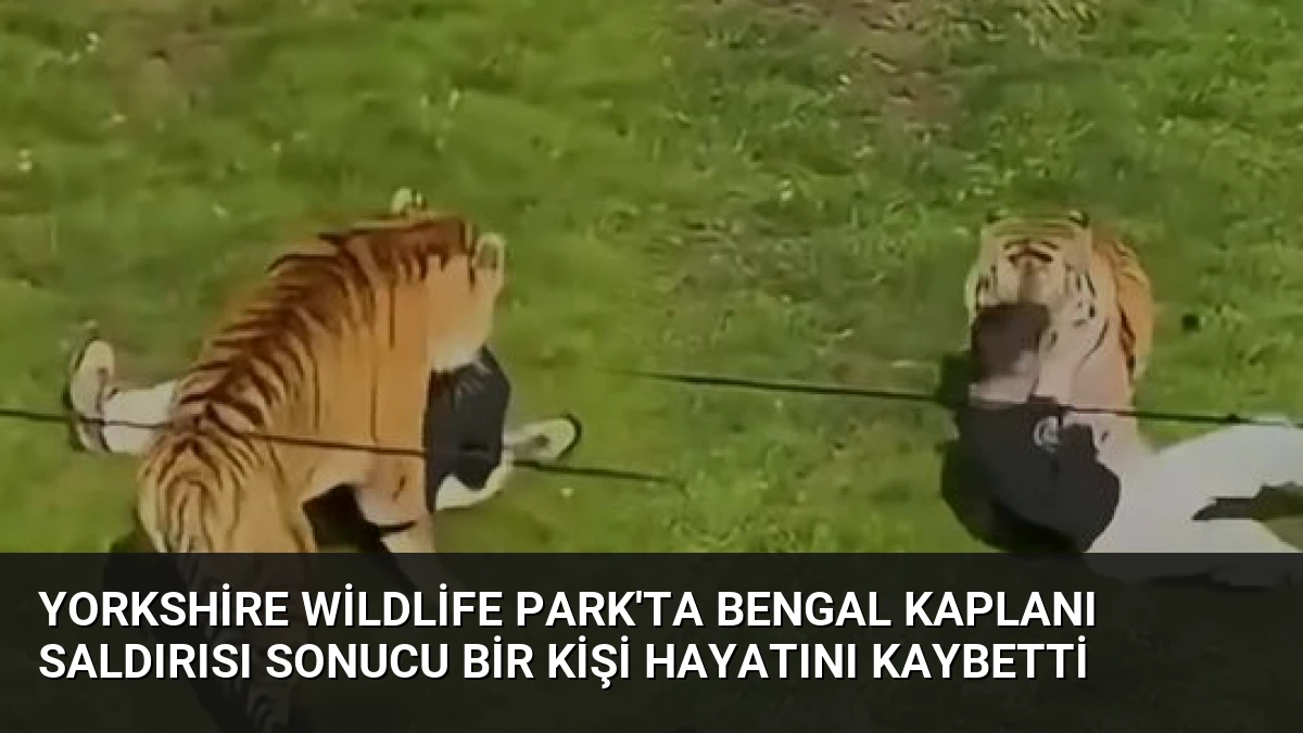Yorkshire Wildlife Park’ta Bengal Kaplanı Saldırısı Sonucu Bir Kişi Hayatını Kaybetti